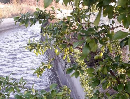 Parque Tobalaba Lo Cañas – Rojas Magallanes