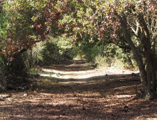 Parque Panul